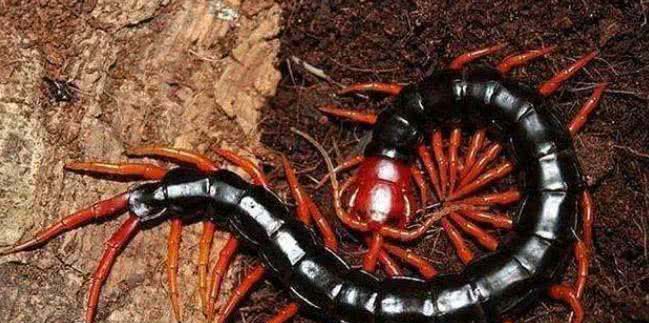 世界上十大最毒蜈蚣排名有哪些红头蜈蚣中国红巨龙蜈蚣