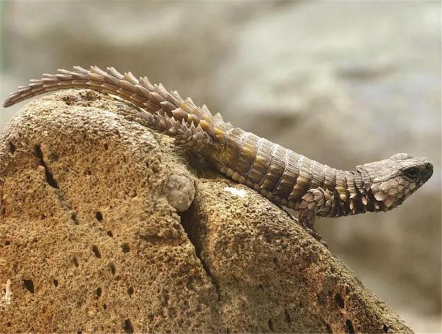 全世界看起来最像龙的动物南非犰狳蜥全身上下小尾巴带鱼鳞照片