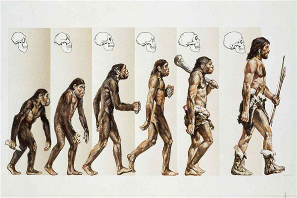 已经证实人类不是由猿猴进化来的达尔文进化论漏洞频出
