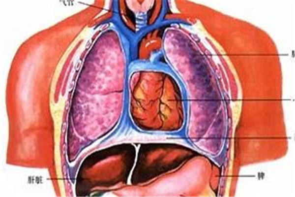 人体器官结构图五脏六腑肾的位置五脏六腑有不同的作用